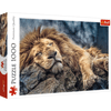 Puzzle 1000 db - Alvó oroszlán