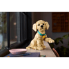 LEGO® Icons Golden retriever kutyus (11384)