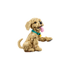 LEGO® Icons Golden retriever kutyus (11384)