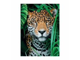Clementoni jaguár a dzsungelben 500
