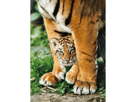 Bengáli tigris az anyja lábánál 500