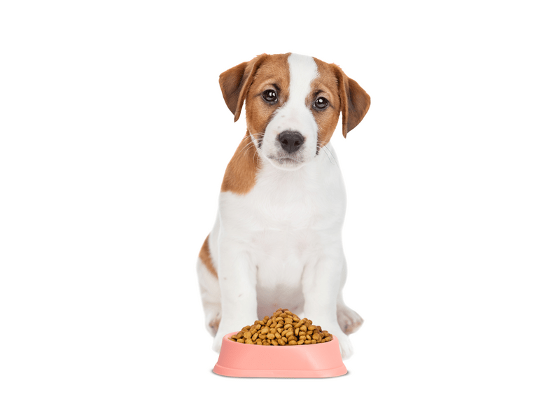 Yummie Etetőtál habzsolásgátlóval , 20 x 20 x 4,5 cm , korall (60061B)