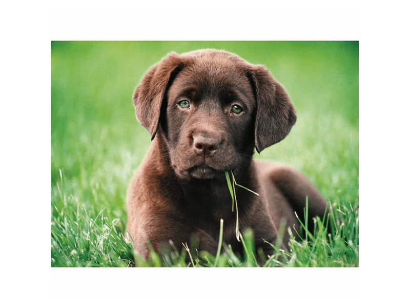 Kölyök kutya 500 db-os puzzle - Clementoni 35072