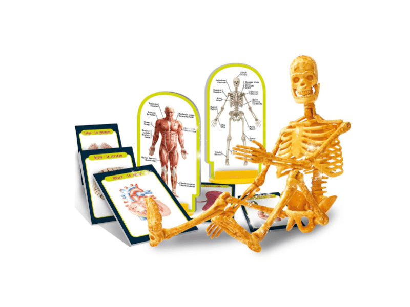 Zseni vagyok - Fedezd fel az emberi testet! (100224)