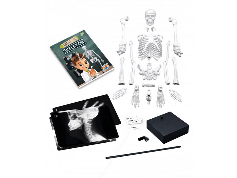 Buki 2180 Összeépíthető csontváz, 45 cm