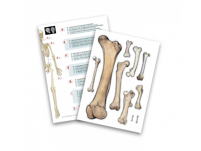 Buki 2180 Összeépíthető csontváz, 45 cm