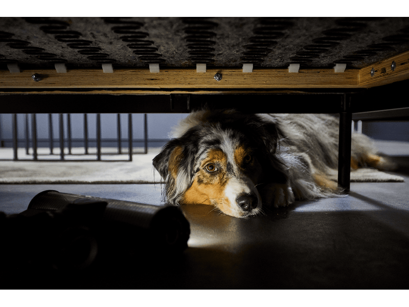 Rowenta X-Force Flex 13.60 Animal Aqua RH9AD1WO Vezeték nélküli porszívó