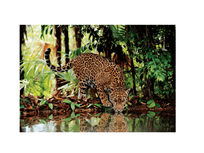 Clementoni 32537 Puzzle, Leopárd, 2000 db