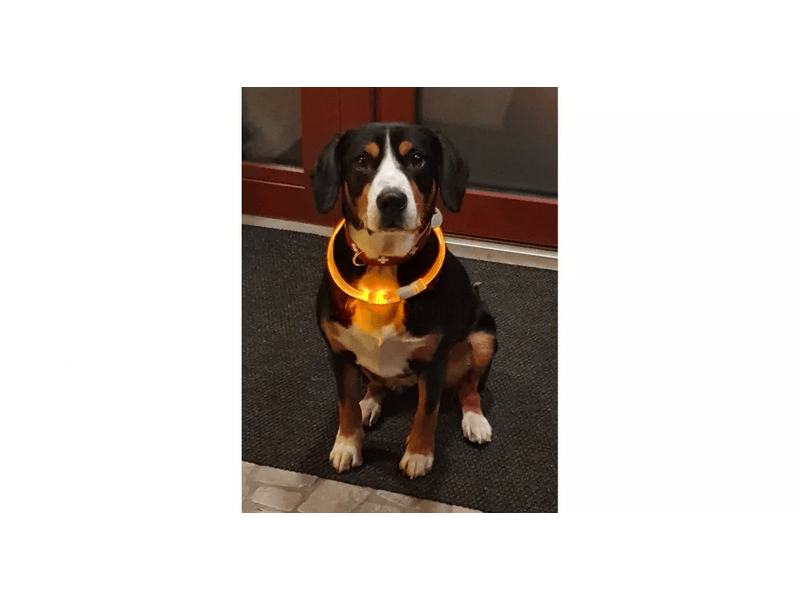 Merco Világító kutyanyakörv, sárga, S méret